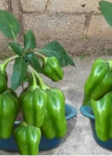 Como fazer Plantio e colheita de pimentões