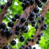 Jabuticaba o Poder e beneficio para saúde