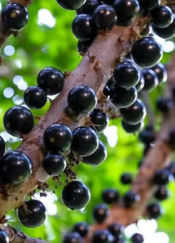 Jabuticaba o Poder e beneficio para saúde