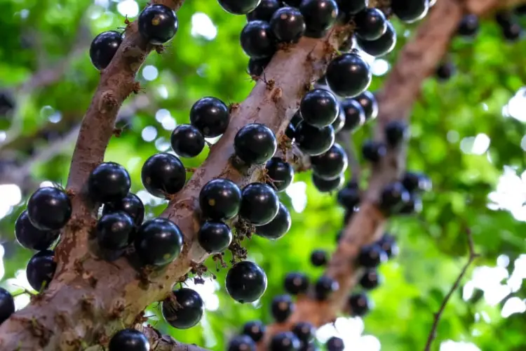 Jabuticaba o Poder e beneficio para saúde