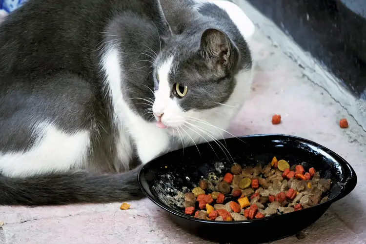 Veja o que seu gatinho pode ou não se alimentar