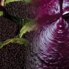 benefícios do Açaí para a saúde