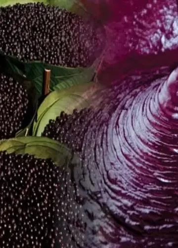 benefícios do Açaí para a saúde