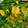 Carambola Vitaminas Benefícios e Contra-Indicações