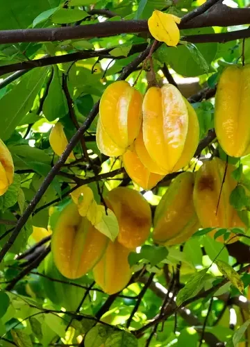 Carambola Vitaminas Benefícios e Contra-Indicações