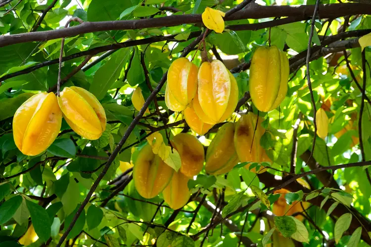 Carambola Vitaminas Benefícios e Contra-Indicações